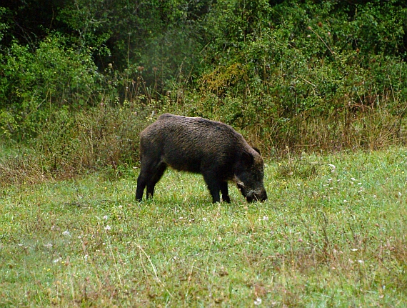 IL CINGHIALE